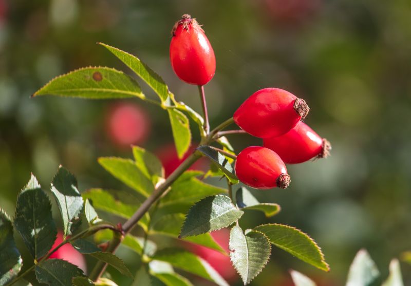 HERE COMES WELL AGING