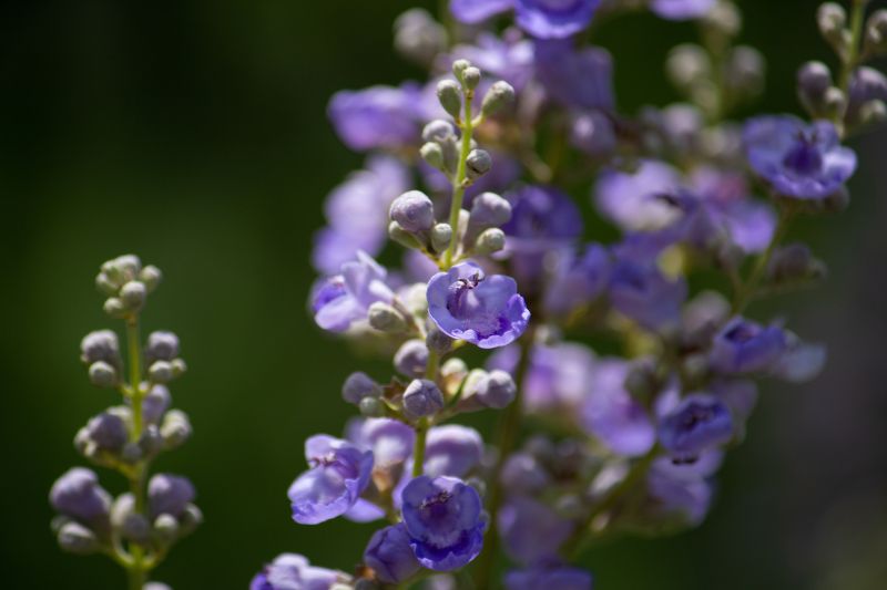 WOMEN'S HEALTH BOOSTER