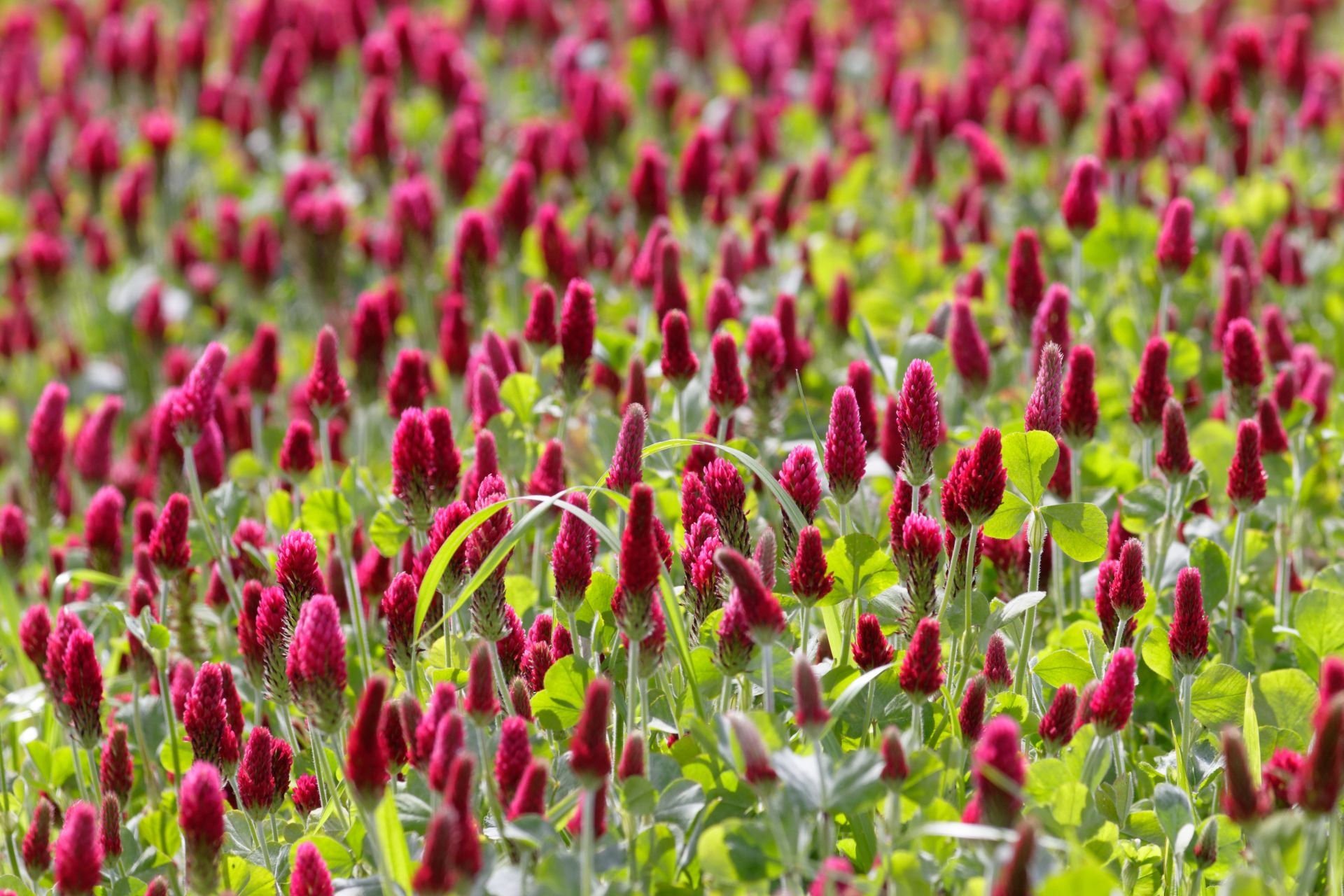 WOMEN'S HEALTH BOOSTER