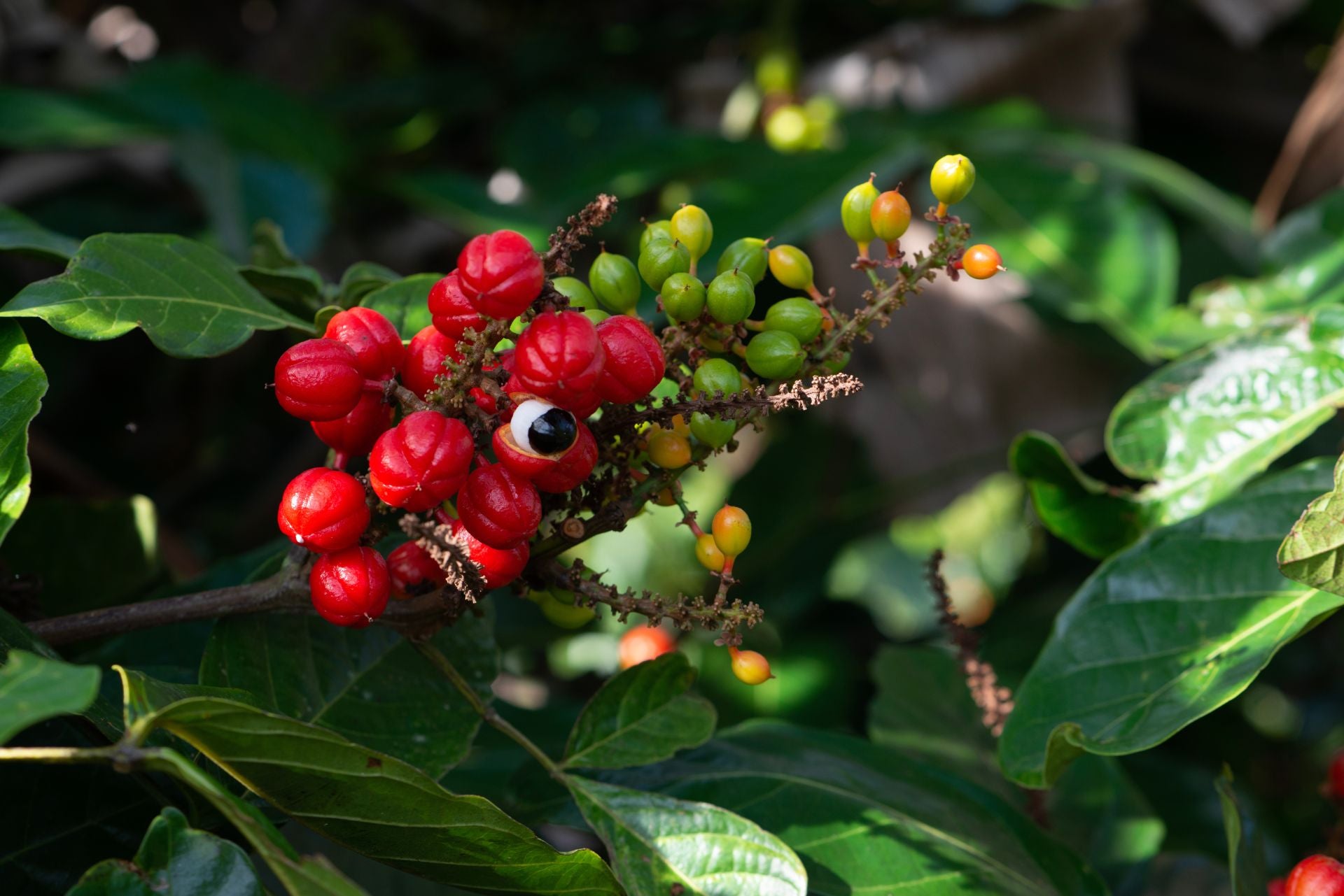 HELLO MEGA METABOLISM